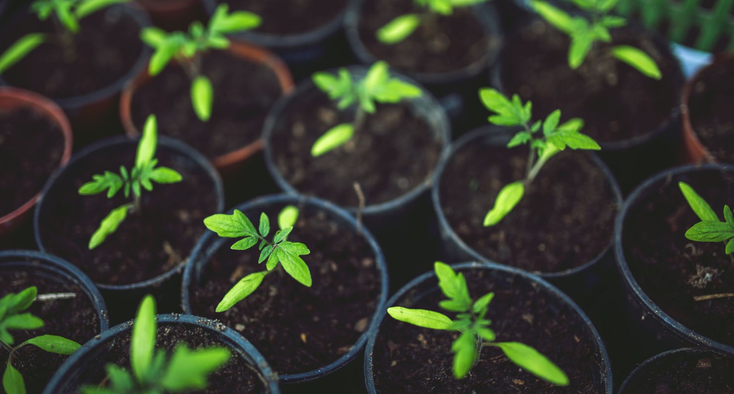 Smart Crop Management System